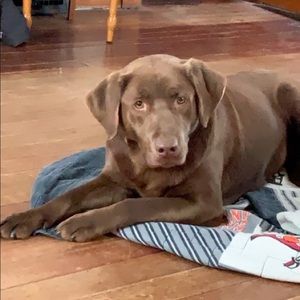 Meet your Posher, Amber